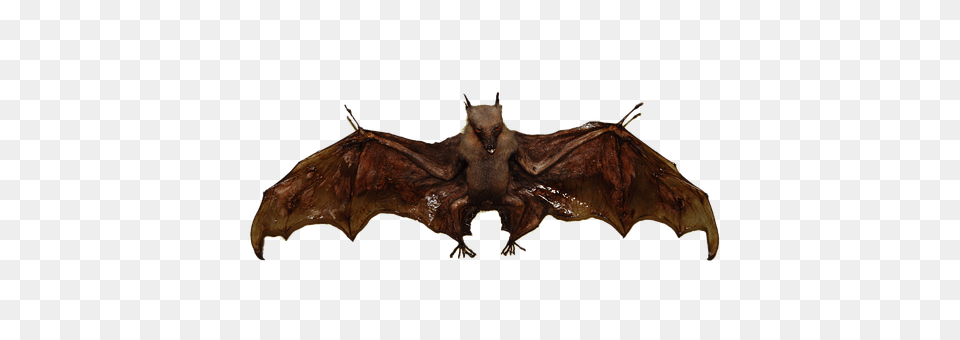 Bat Animal, Mammal, Wildlife, Insect Free Png Download