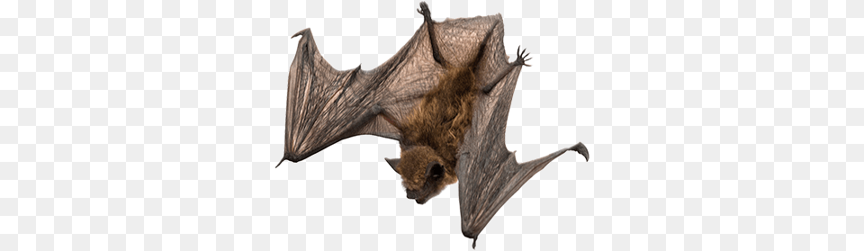 Bat, Animal, Mammal, Wildlife, Fish Png