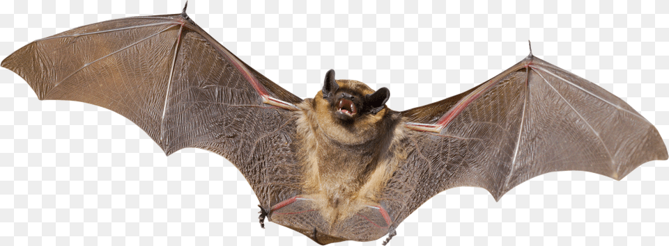 Bat, Animal, Mammal, Wildlife Free Png Download