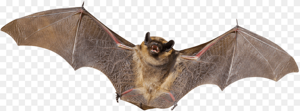 Bat Animal, Mammal, Wildlife Png Image