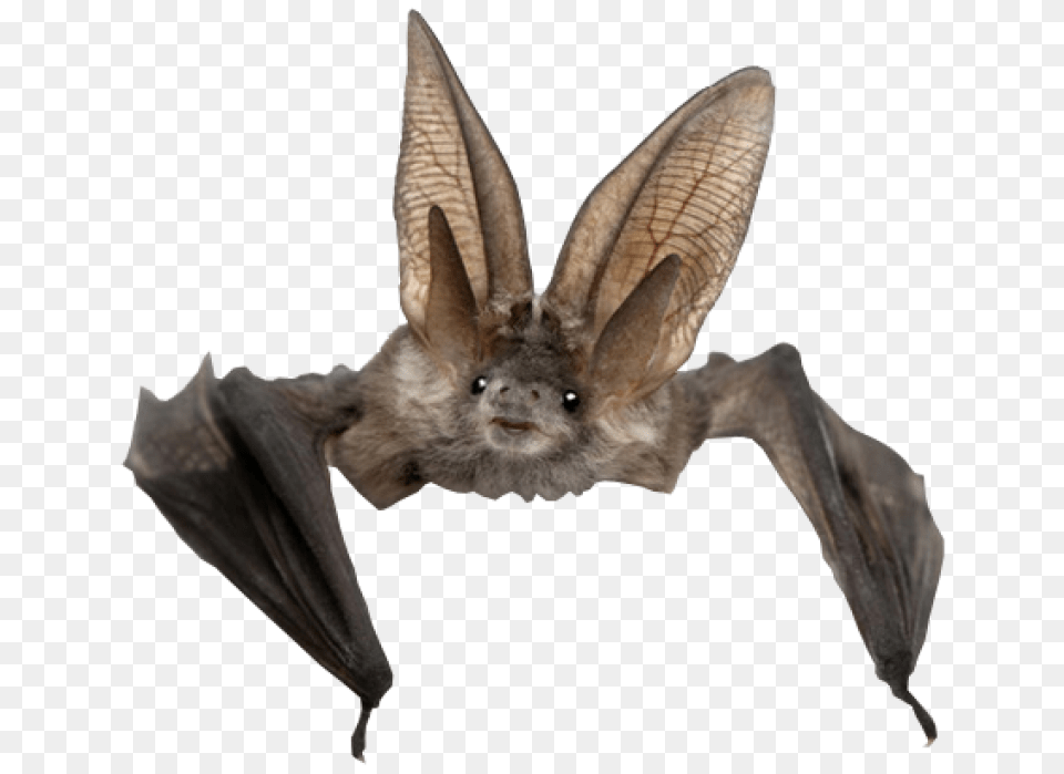 Bat Bat, Animal, Mammal, Wildlife, Insect Png