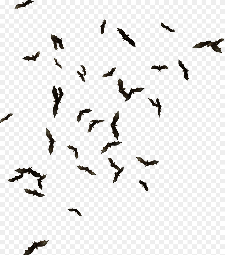 Bat Bats, Animal, Flock, Bird, Mammal Png