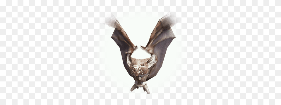 Bat Bdo Codex Bat, Animal, Mammal, Wildlife, Plate Png