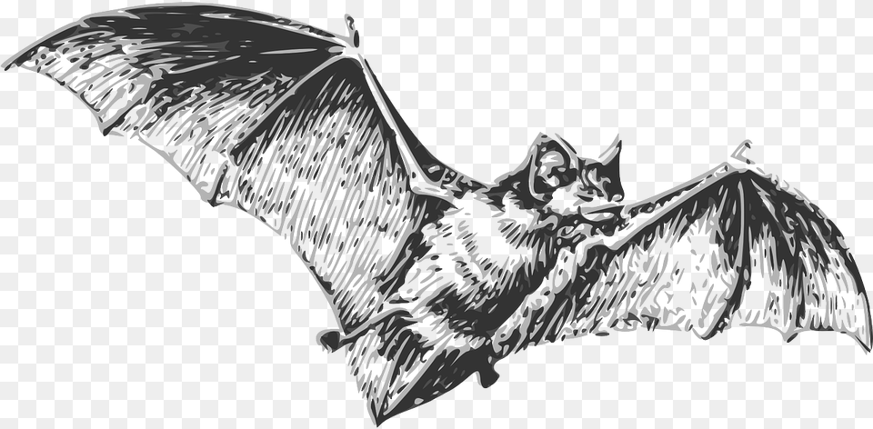 Bat Black And White, Animal, Mammal, Wildlife, Face Png Image