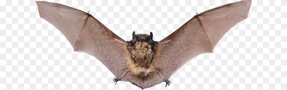 Bat Brown Bat, Animal, Mammal, Wildlife, Insect Free Png