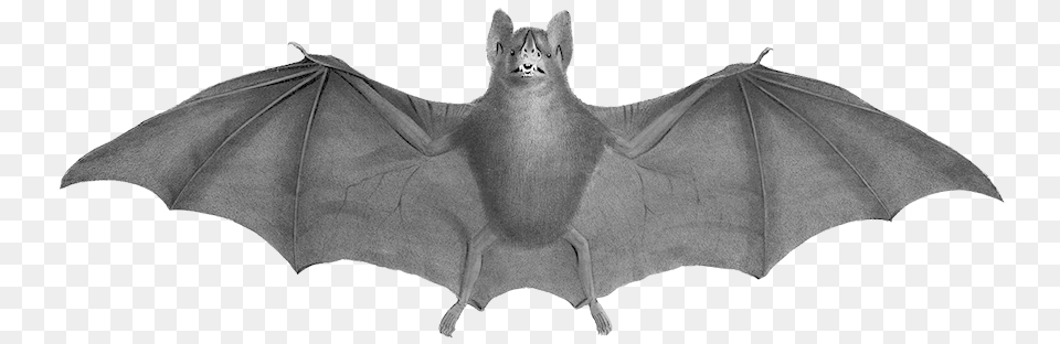 Bat Clipart 19th Century Bat, Mammal, Animal, Wildlife, Cat Png