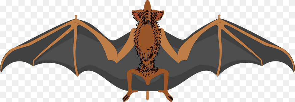 Bat Clipart, Animal, Wildlife, Mammal, Kangaroo Png