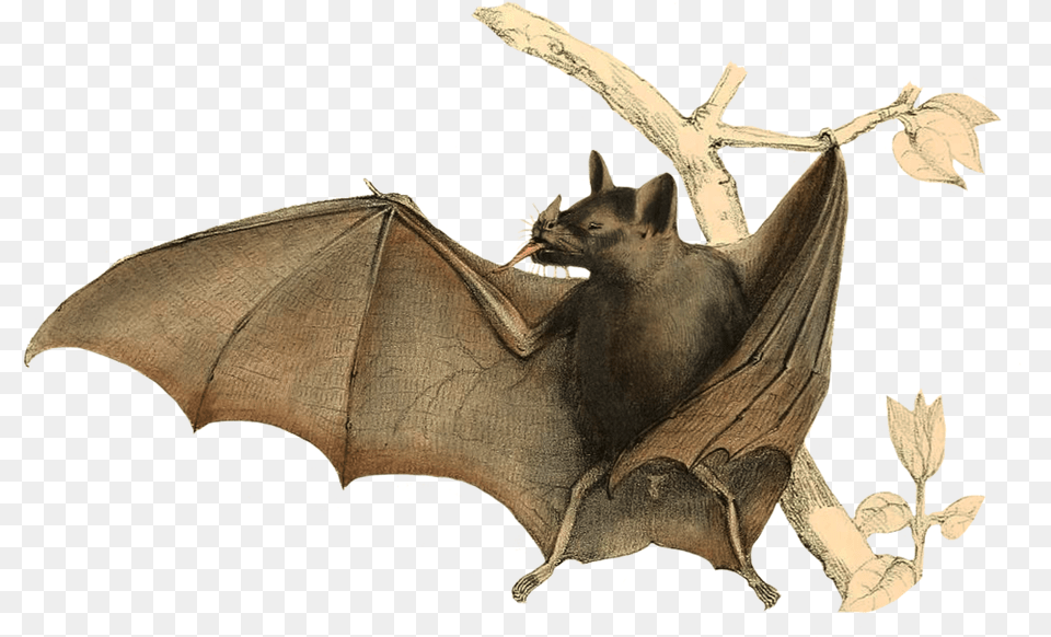 Bat Clipart Folded Bat Wings Drawing, Mammal, Animal, Wildlife, Wedding Png