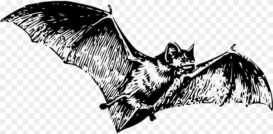 Bat Clipart Line Art Gray Bat Black And White Free Png