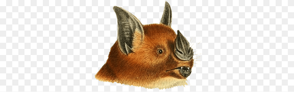 Bat Clipart Vampire Bat, Animal, Mammal, Rat, Rodent Free Png Download