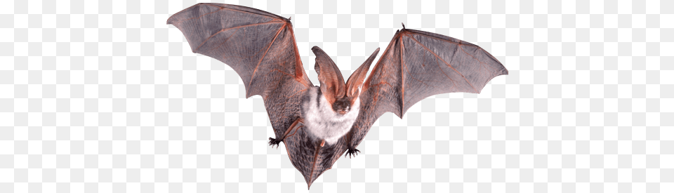 Bat Flying Open Wings, Animal, Mammal, Wildlife Free Png Download