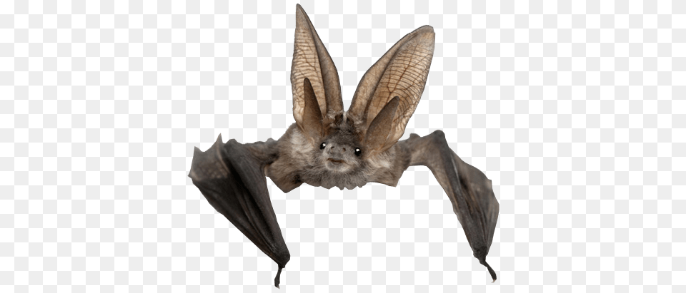 Bat Front View, Animal, Mammal, Wildlife, Insect Free Transparent Png
