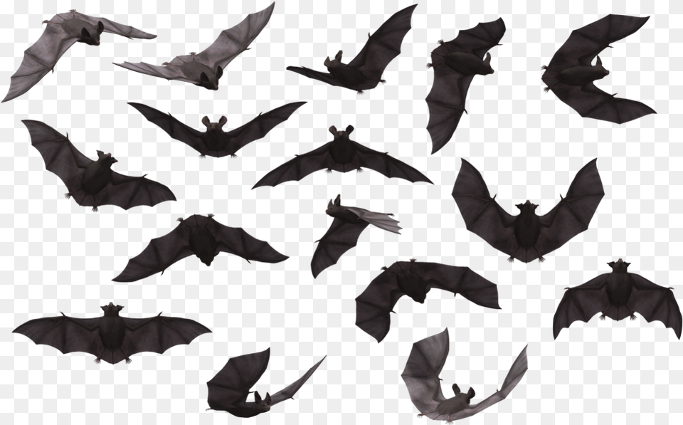 Bat High Quality Image Transparent Background Bats, Animal, Mammal, Wildlife, Bird Free Png