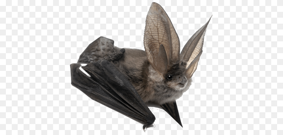 Bat Large Ears, Animal, Mammal, Wildlife Free Png Download