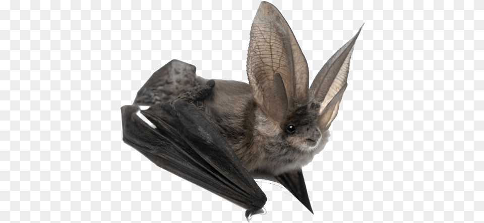 Bat Large Ears Amazing Animals Bats Book, Animal, Mammal, Wildlife, Insect Free Png