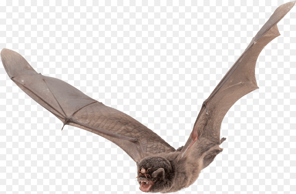 Bat Large Wings Flying Bat Background, Animal, Mammal, Wildlife, Fish Free Transparent Png