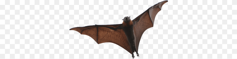 Bat Little Brown Bat New England, Animal, Mammal, Wildlife, Dinosaur Free Transparent Png