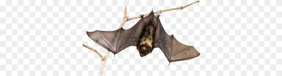 Bat On A Branch Bat Hanging On A Tree, Animal, Mammal, Wildlife Free Png Download