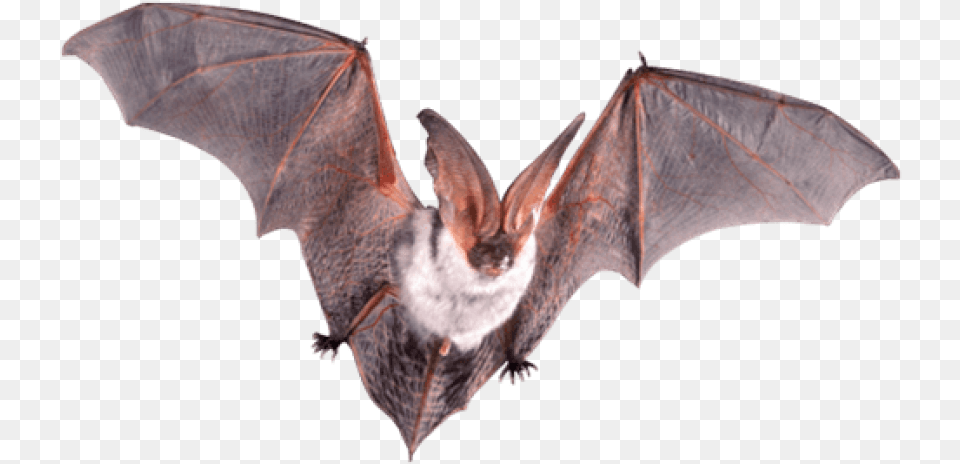 Bat Open Wings, Animal, Mammal, Wildlife, Insect Png