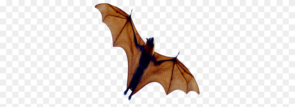 Bat Open Wings From Below, Animal, Mammal, Wildlife, Antelope Png Image