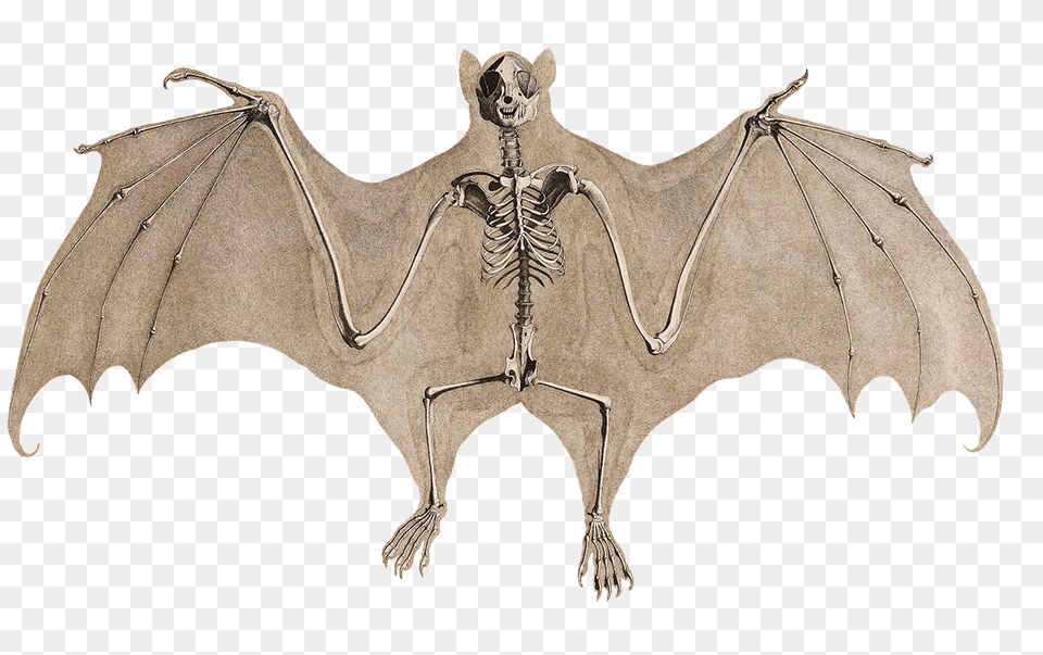 Bat Skeleton Background Upside Down Bat Clipart, Mammal, Animal, Wildlife, Wedding Png