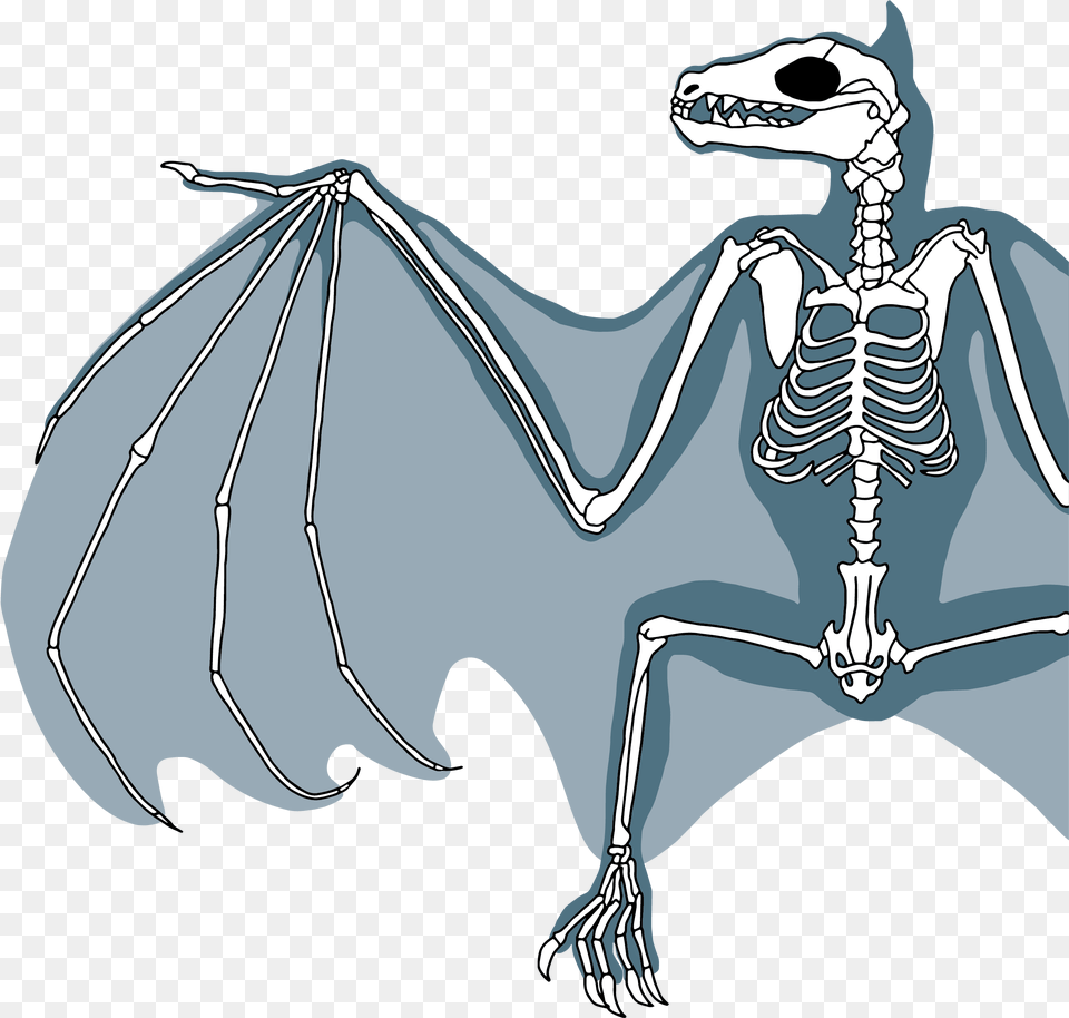 Bat Skeleton Diagram Kelly Coleman Anatomia De Un Zorro Volador, Adult, Female, Person, Woman Free Png