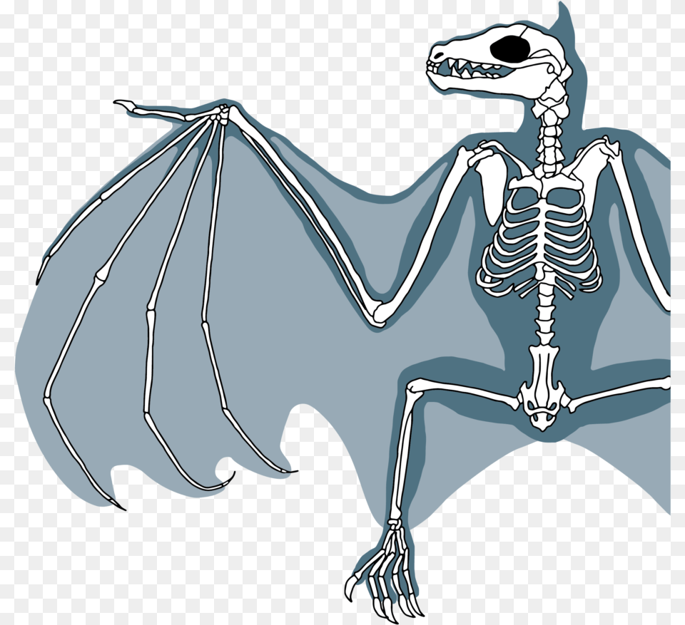 Bat Skeleton Drawing Png Image