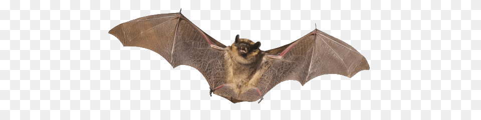 Bat Solo, Animal, Mammal, Wildlife, Insect Free Transparent Png