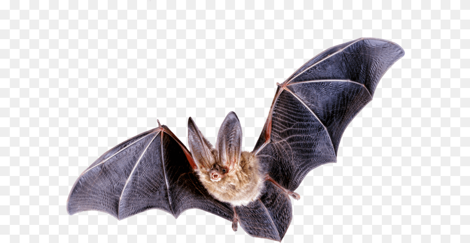 Bat Transparent Bat Northern Long Eared Bat, Animal, Mammal, Wildlife, Bird Free Png