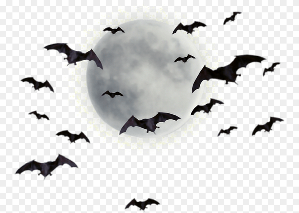 Bat Images Moon And Bats, Animal, Mammal, Bird, Wildlife Free Transparent Png