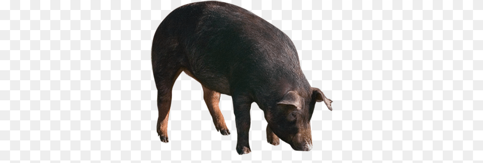 Batalle Domestic Pig, Animal, Boar, Hog, Mammal Free Png Download