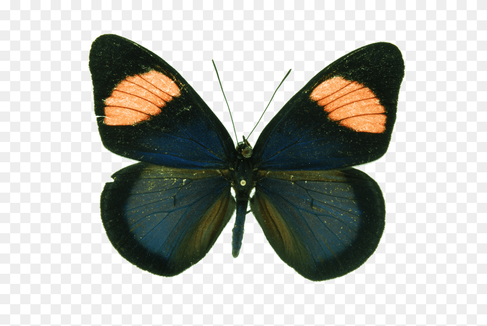 Batesia Hypochlora, Animal, Insect, Invertebrate, Butterfly Png