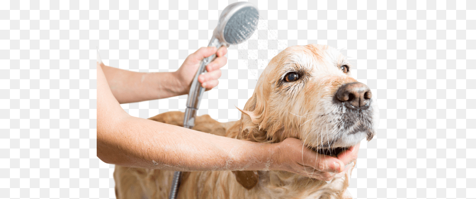 Bath Amp Brush Washing A Dog, Indoors, Person, Bathroom, Room Free Png
