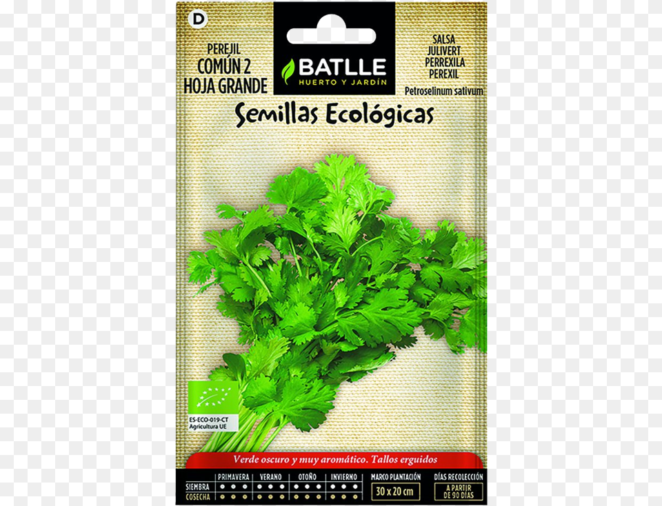 Batlle Common Parsley 2 Large Leaf Organic Seeds, Herbs, Plant, Cilantro, Food Free Png