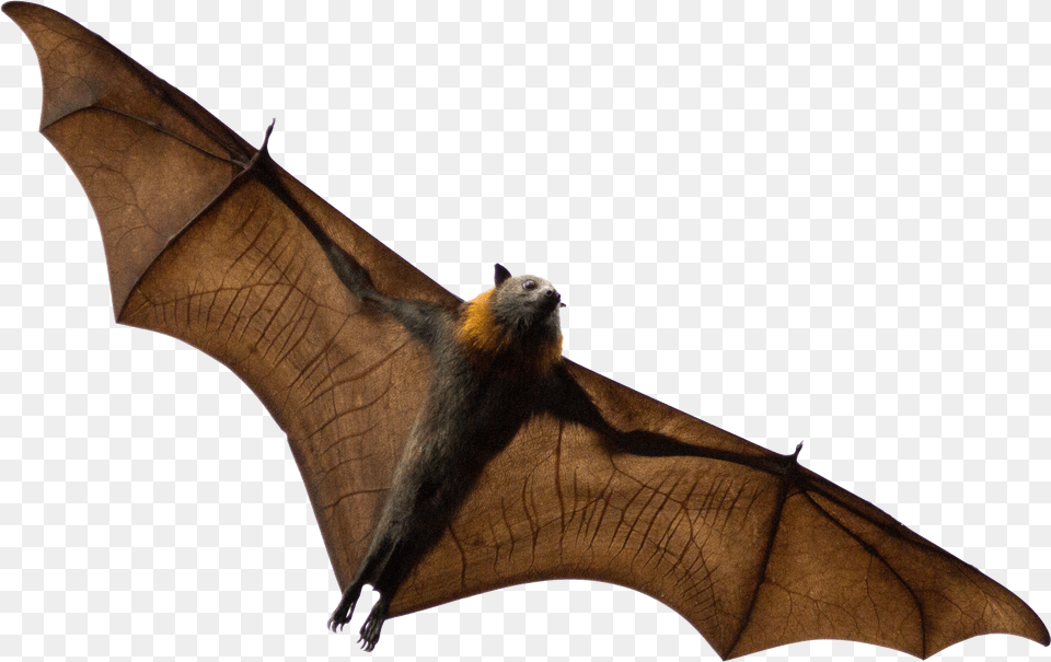 Bats Sleeping Transparent Grey Headed Flying Fox, Animal, Mammal, Wildlife, Bat Free Png Download