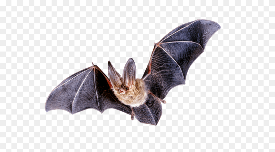 Bats Transparent Images Bat, Animal, Mammal, Wildlife, Bird Png