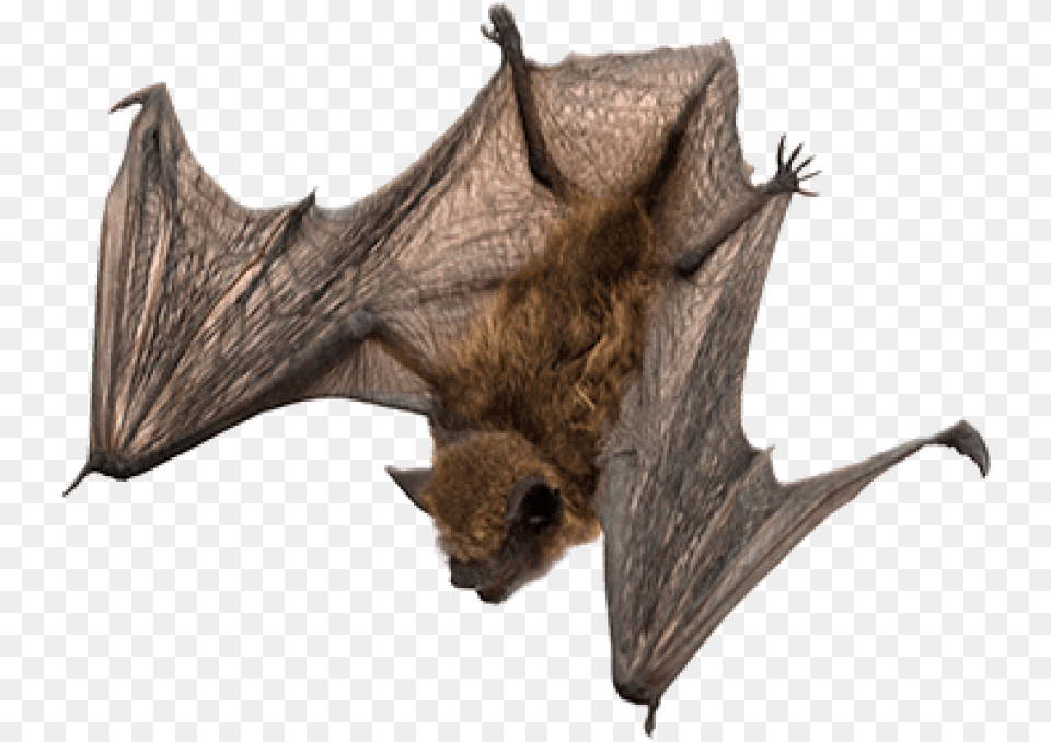 Bats Images Bat, Animal, Mammal, Wildlife, Kangaroo Free Transparent Png