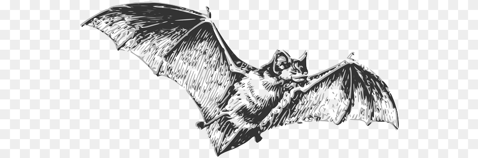Bats U2013 Harry Potter Lexicon Don T Eat Me Bat, Animal, Mammal, Wildlife, Fish Free Png Download