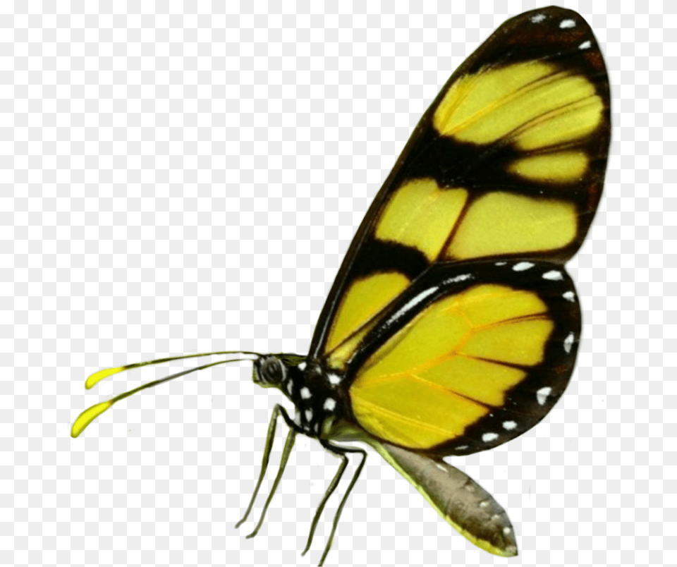 Batterfly Fly Tumblr Ftestickers Yellow Insects Brush Footed Butterfly, Animal, Insect, Invertebrate, Monarch Free Png Download