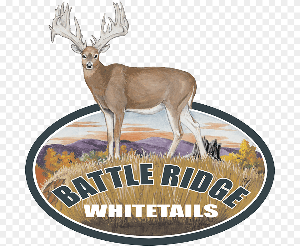 Battle Ridge Whitetails Label, Animal, Antelope, Deer, Mammal Png Image