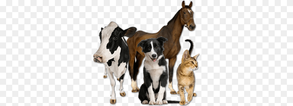 Battlefords Animal Hospital Veterinary Animals, Mammal, Livestock, Dog, Cow Free Png