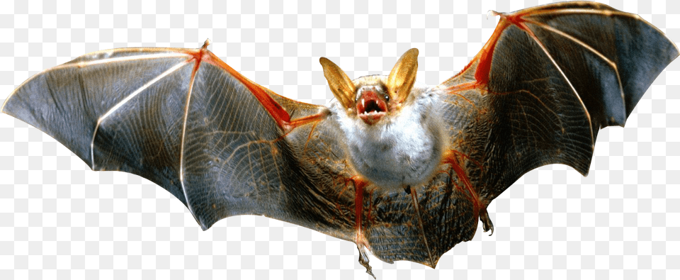 Batvampire Batwildlifelittle Brown Myotis Bat, Animal, Mammal, Wildlife, Bird Png Image