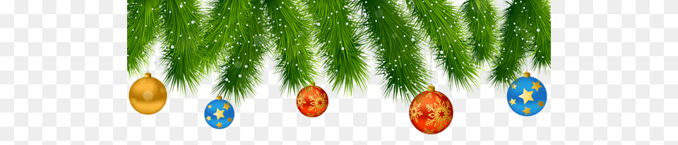Bauble, Conifer, Plant, Sphere, Tree Png