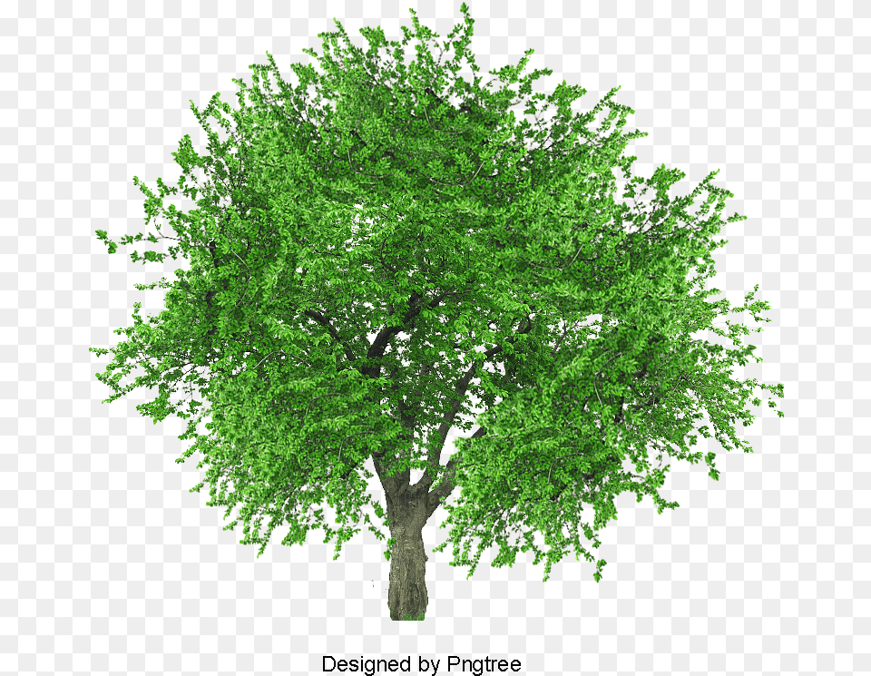 Baum, Green, Oak, Plant, Sycamore Free Png