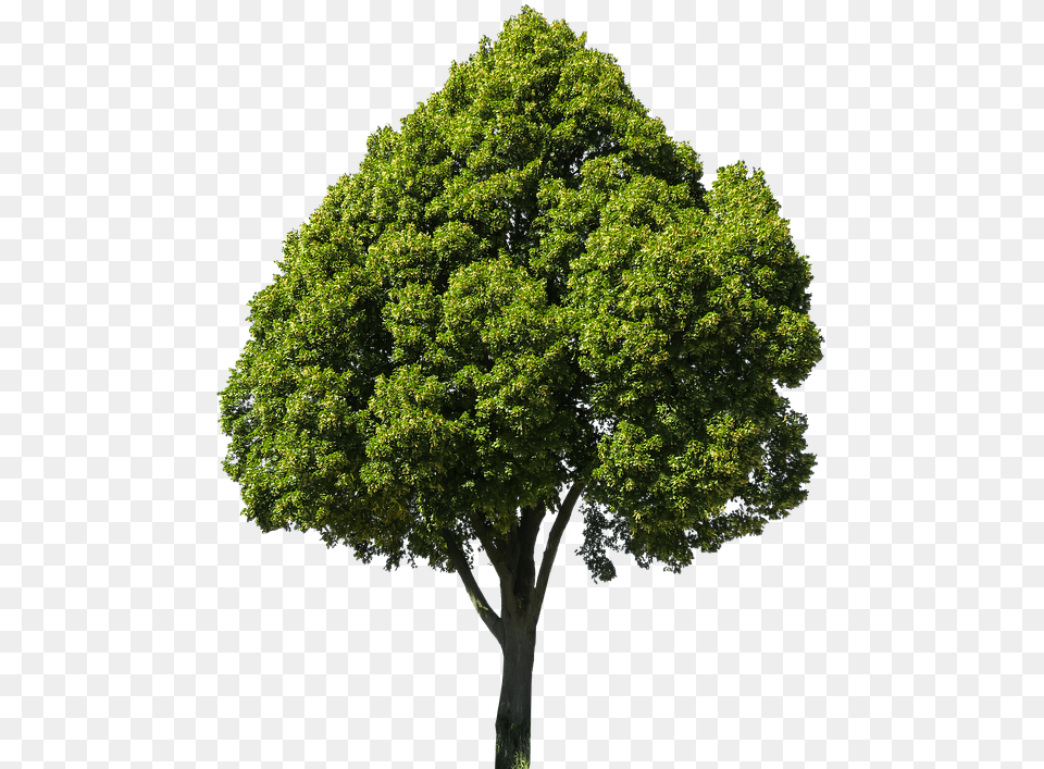 Baum Freigestellt, Oak, Plant, Sycamore, Tree Free Transparent Png