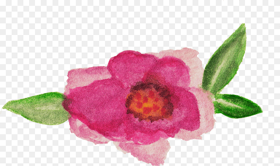 Baurbon And Graphics Pack Example Image Flower, Anemone, Petal, Plant, Rose Free Transparent Png