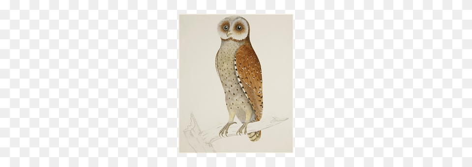 Bay Animal, Bird, Owl Png