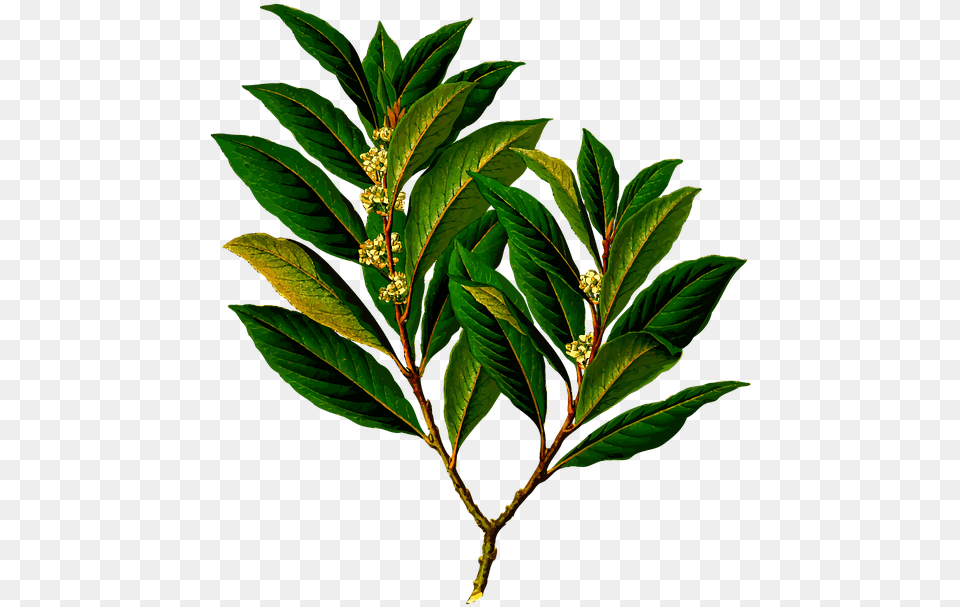 Bay Branch Edible Evergreen Food Herb Herbal Laurel Bay Leaves, Acanthaceae, Plant, Leaf, Herbs Free Png