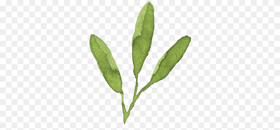 Bay Laurel, Leaf, Plant, Annonaceae, Tree Png