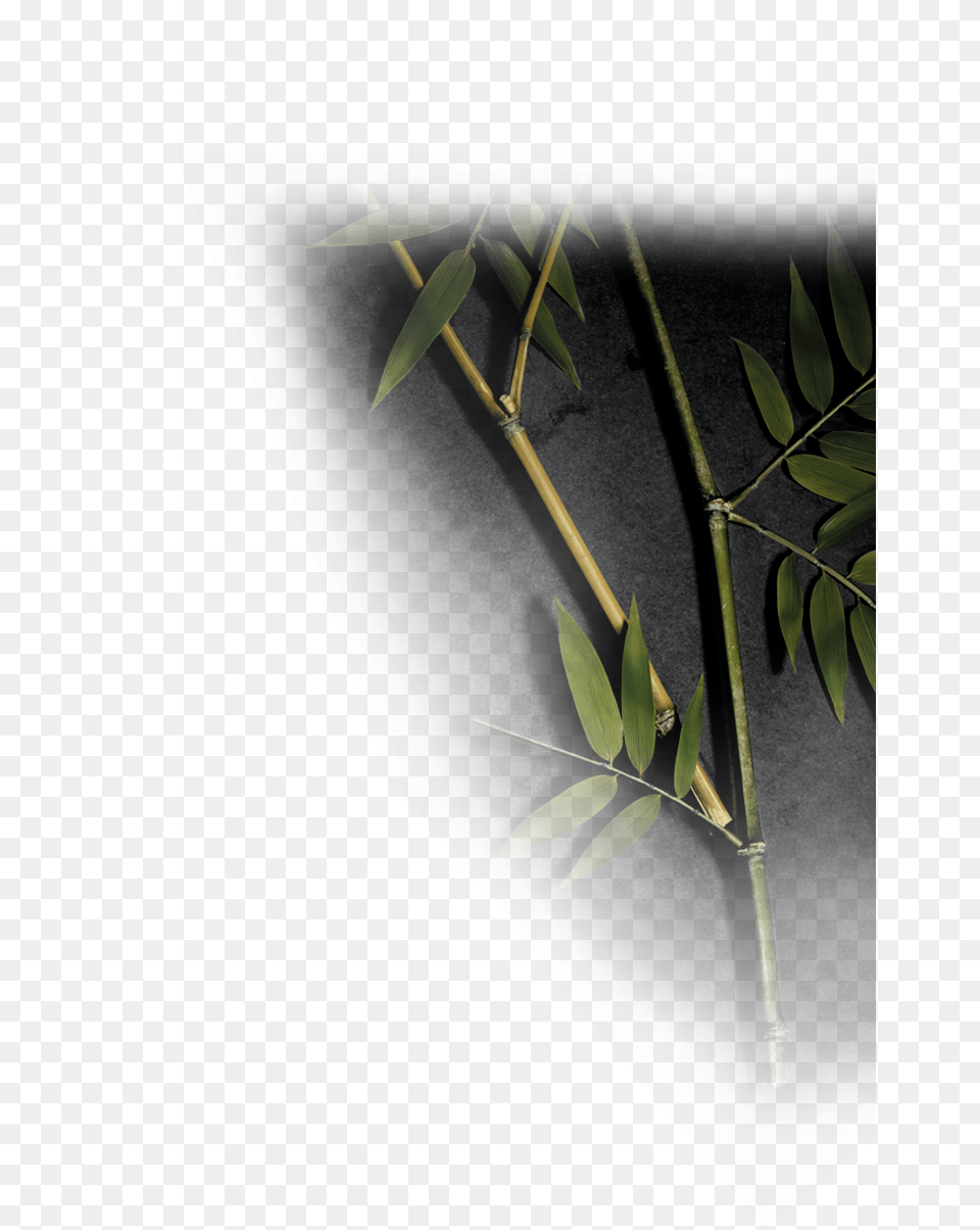 Bay Laurel, Bamboo, Plant, Leaf Free Png Download